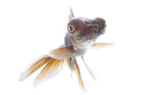 Telescope fish Stock Photos