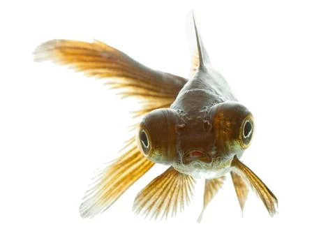Telescope fish Stock Photos