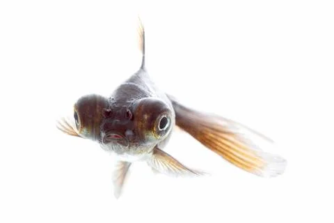 Telescope fish Stock Photos