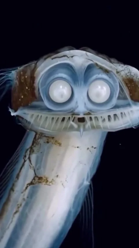 Telescope fish sighting in the deep sea Stock Footage 320478120