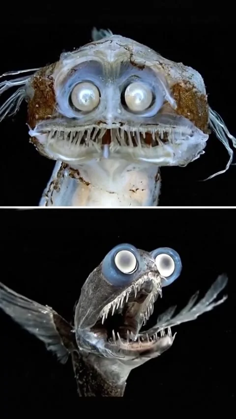 Telescope fish sighting in the deep sea 库存影片 330395564