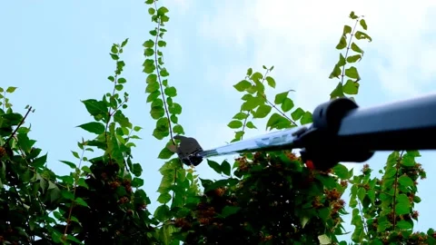 Telescopic garden shears cut branches .Colquitia bushes pruning Stock Footage 269058191