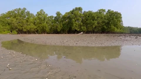 Telescopium sea shells in mudflats in high tide, Sundarbans mangrove forest Stock Footage 341634059