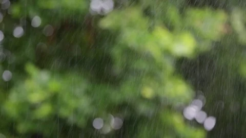Telezoom shot of raining with tree background Video stock 80673532