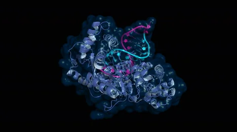 Telomerase model 스톡 동영상 52848651