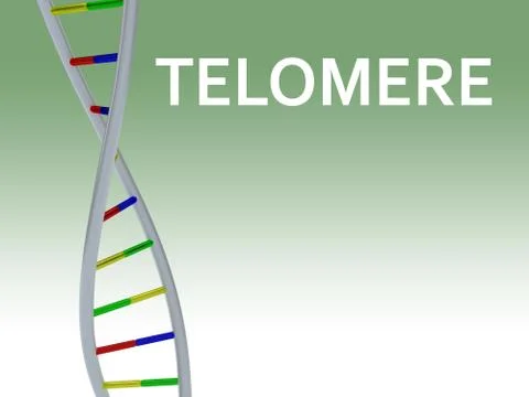 TELOMERE - genetic concept 스톡 일러스트