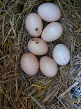 Telur fresh Stock Photos
