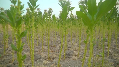 Tembakau Vídeo Stock 119565981