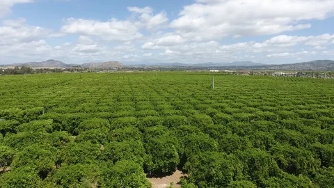 Temecula-Orange Fields Stock Footage 88557465