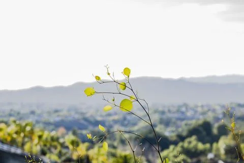 Temecula Stock Photos