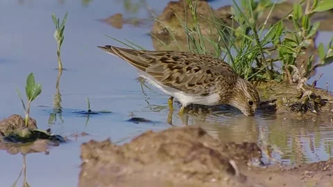 Temink stint Stock Footage 265105343