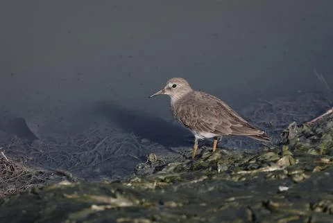 Temminck's stint. Stock Photos