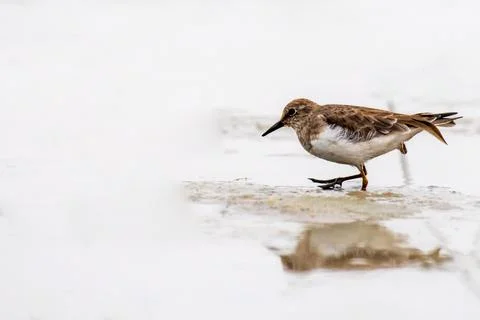 Temminck's Stint Stock Photos
