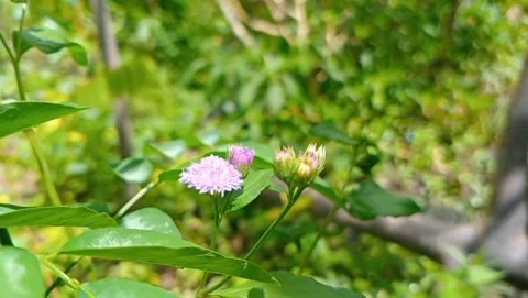 Tempayung flower plant growing in clusters at the ends of branches. Stock Footage 331149853