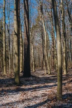 Temperate broad-leaf forests in Poland Stock Photos