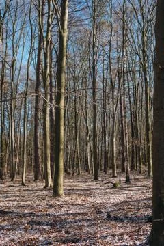 Temperate broad-leaf forests in Poland Foto stock