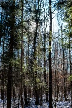 Temperate broad-leaf forests in Poland Stock Photos
