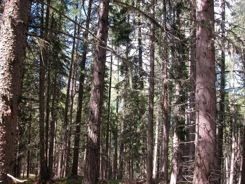 Temperate broadleaf and mixed forest Stock Photos