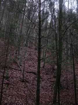Temperate broadleaf and mixed forest Stock Photos