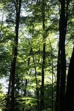 Temperate broadleaf and mixed forest Stock Photos