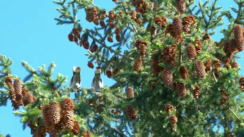 Temperate climate spruce tree with many cones Stock-Footage 274065258