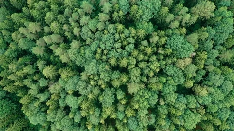Temperate coniferous forest. Aerial drone top view. Protect planet. Stock Footage