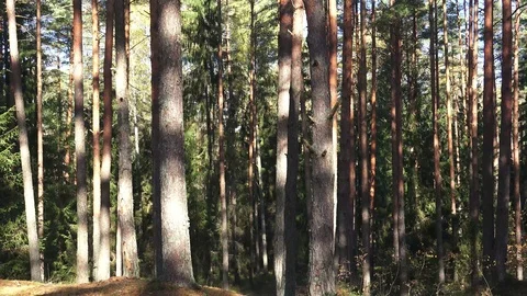 Temperate Coniferous Forest 動画素材 96506471