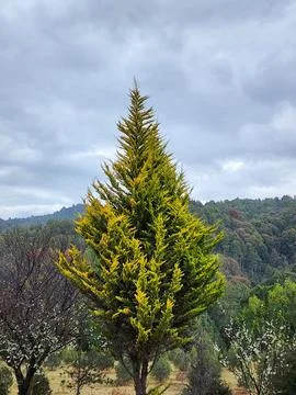 Temperate forest tree for environmental care Stock Photos