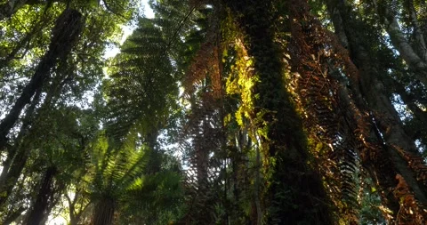 Temperate forest wild lush tree fern nature ecosystem, New Zealand South Island Stock Footage 240455904