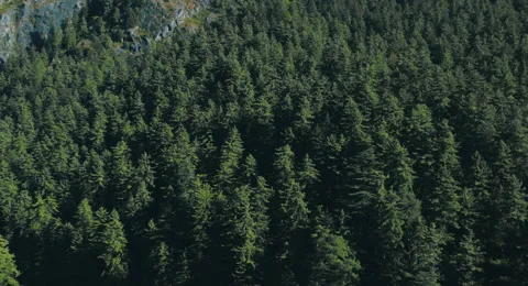 Temperate Forests in the Himalayas Stock Footage 164701268