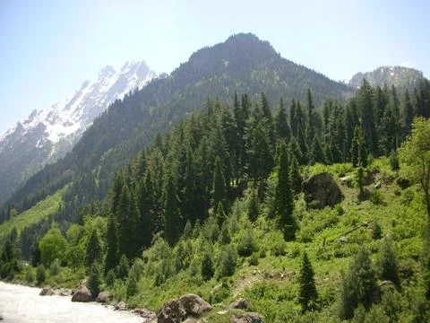 Temperate forests in mountain range Stock Photos