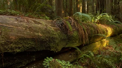Temperate Old Growth Rainforest Moss Covered Nurse Log and Ferns Video stock 337512752