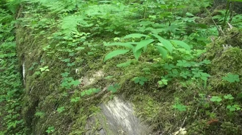 Temperate rain forest Stock Footage