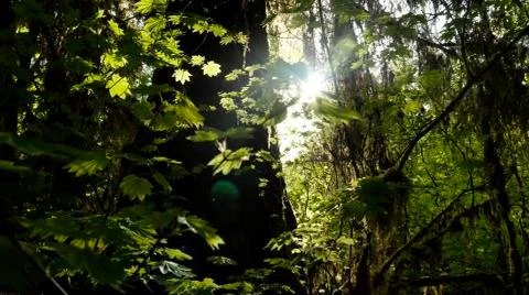 Temperate Rain Forest 스톡 사진