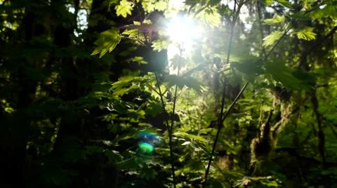 Temperate Rain Forest 스톡 사진