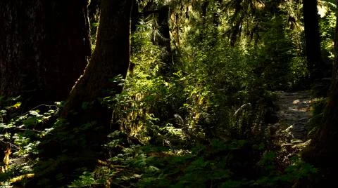 Temperate Rain Forest 스톡 사진