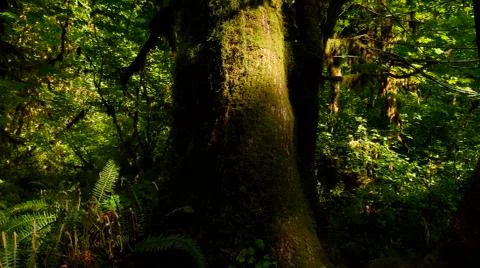 Temperate Rain Forest 스톡 사진