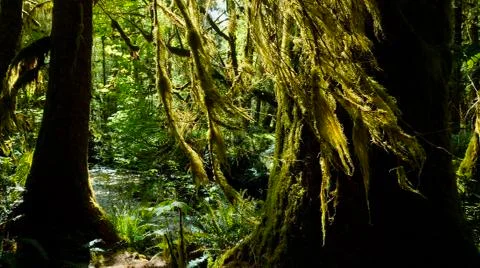Temperate Rain Forest 스톡 사진
