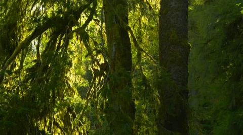 Temperate Rain Forest 스톡 사진