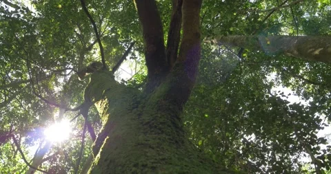 Temperate rain forest wilderness ecosystem environment of Eastern Australian Stock Footage 164267623