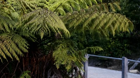 Temperate Rainforest 1 스톡 동영상 45290559