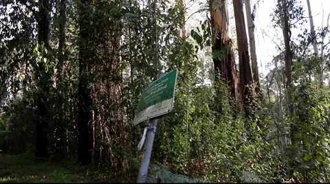 Temperate Rainforest 1 스톡 동영상 45290715