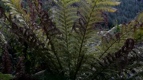 Temperate Rainforest 1 스톡 동영상 45290733