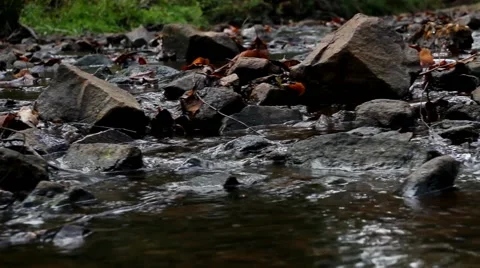 Temperate Rainforest 1 스톡 동영상 45293073