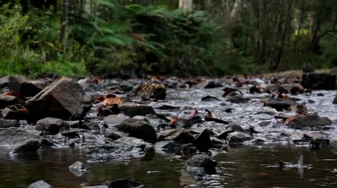 Temperate Rainforest 1 스톡 동영상 45293078