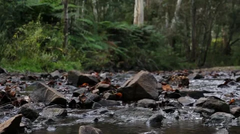 Temperate Rainforest 1 스톡 동영상 45293107