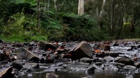 Temperate Rainforest 1 스톡 동영상 45293258