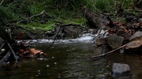 Temperate Rainforest 1 스톡 동영상 45293432