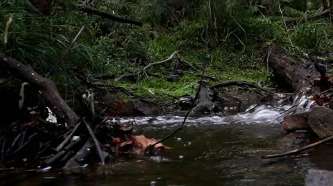 Temperate Rainforest 1 스톡 동영상 45293745