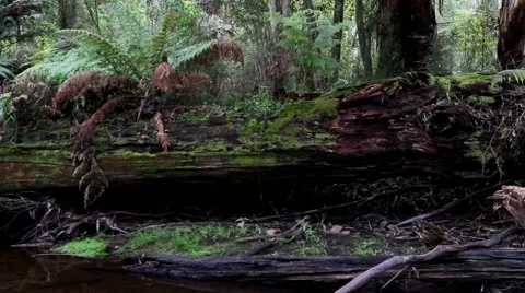 Temperate Rainforest 1 스톡 동영상 45352933